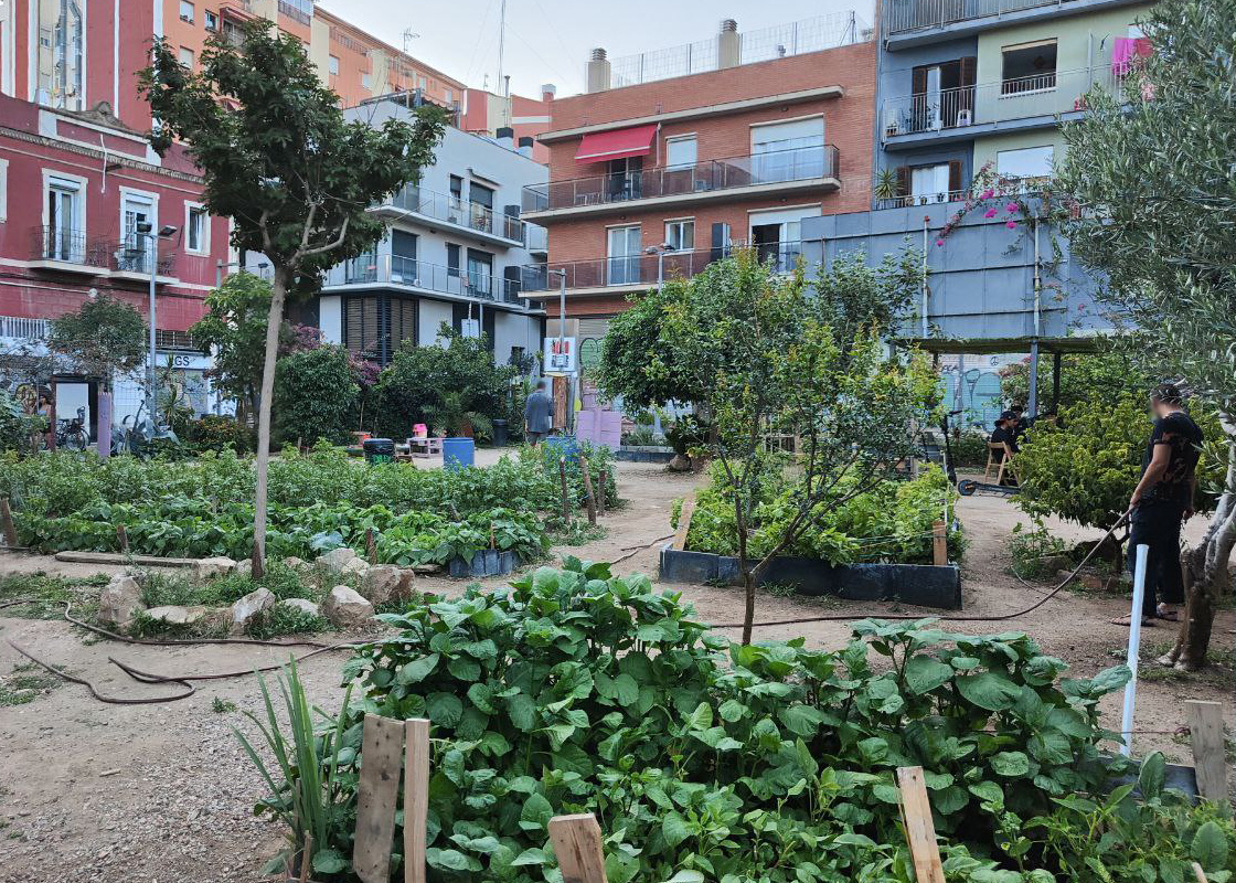 Foto de l'horta plena de verd de plantes crescudes.